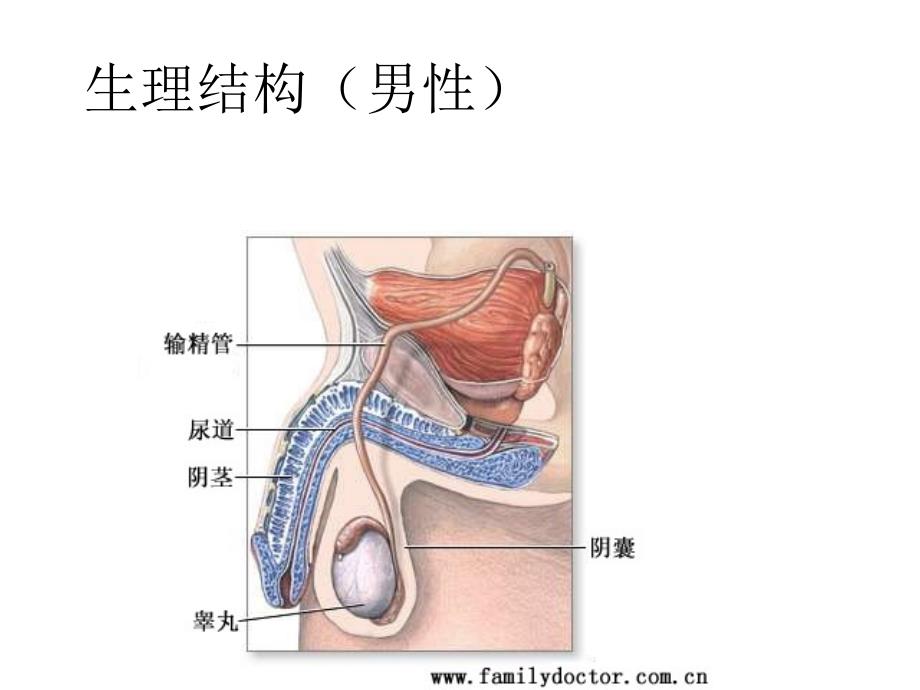 青期常见问题问答ppt课件_第4页