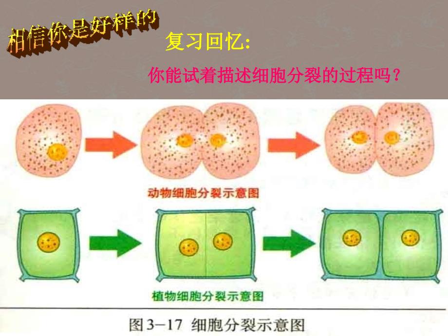 生物上册《细胞分化形成组织》课件冀教版.ppt_第4页