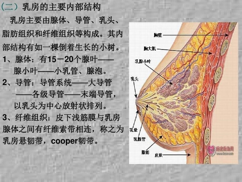 乳腺的解剖及淋巴引流课件_第5页