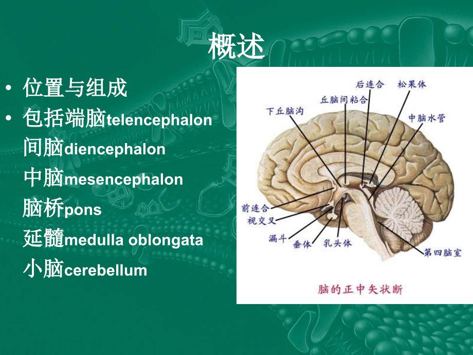 神经外科教学课件_第3页