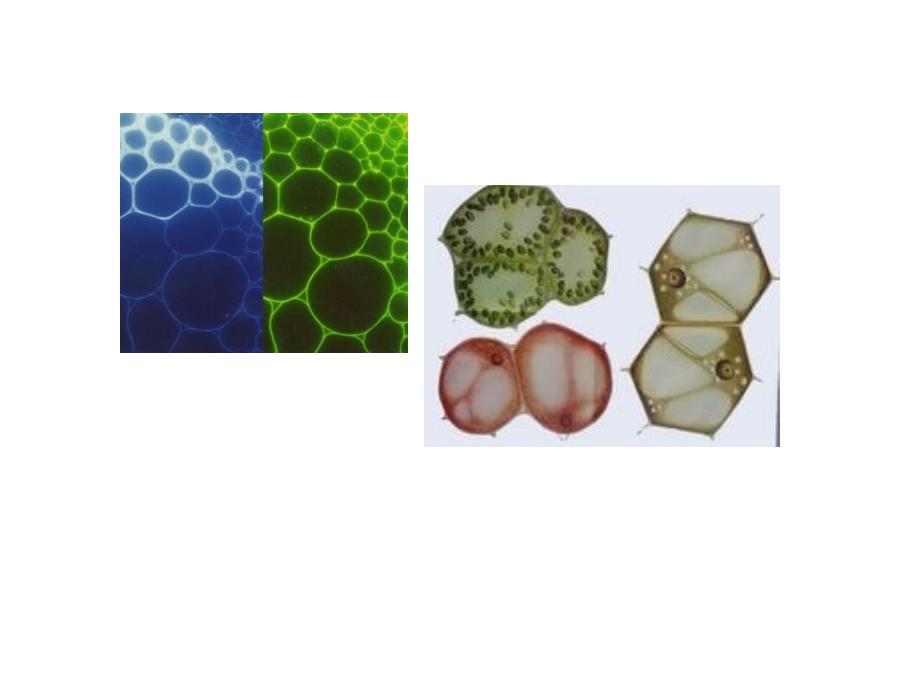 植物学教学课件：第一讲 植物细胞_第3页