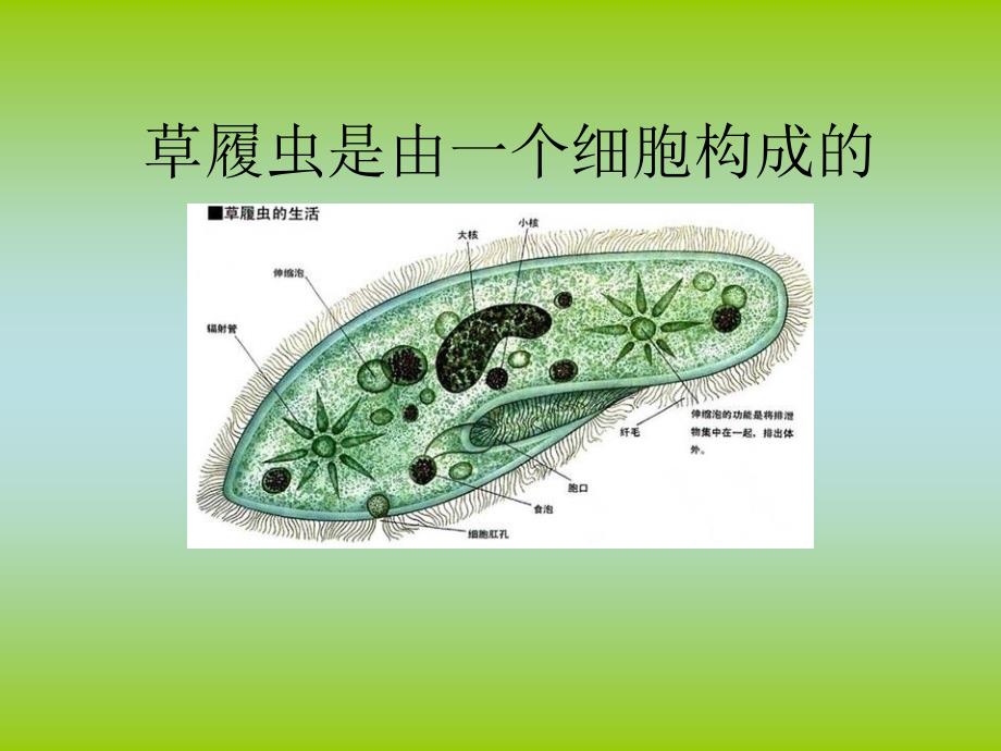 (青岛版)六年级科学下册1.细胞PPT课件_第3页