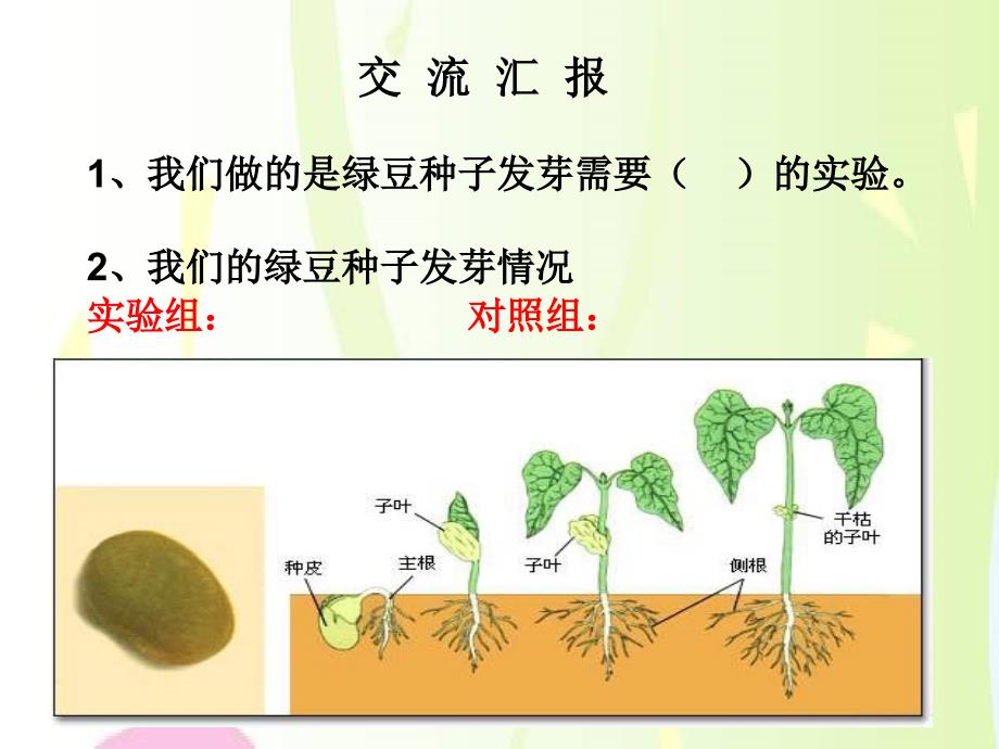 -种子发芽实验.ppt课件_第4页