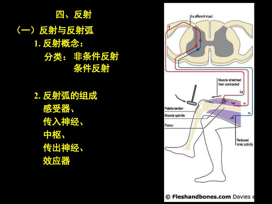 神经系统二PPT课件_第1页