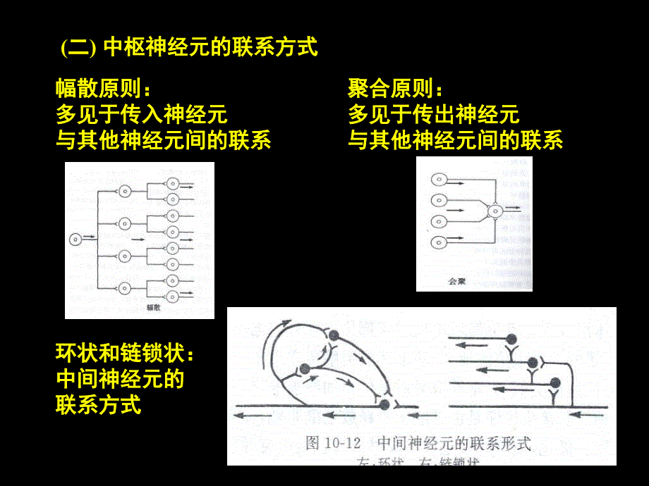 神经系统二PPT课件_第2页