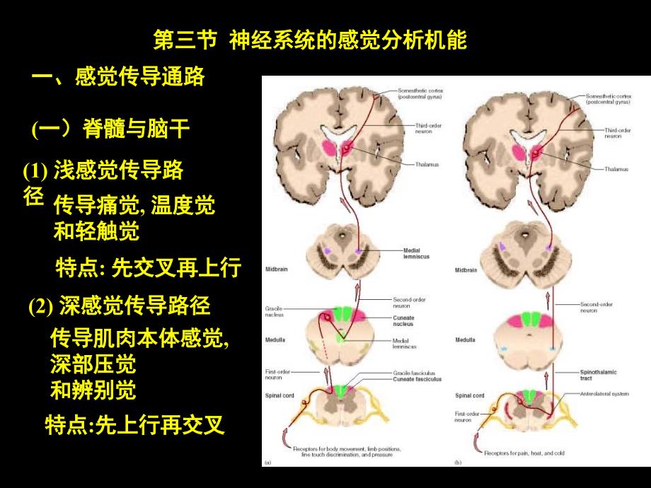 神经系统二PPT课件_第3页