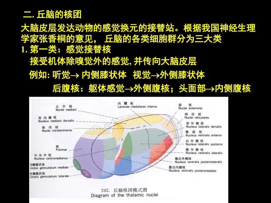 神经系统二PPT课件_第5页