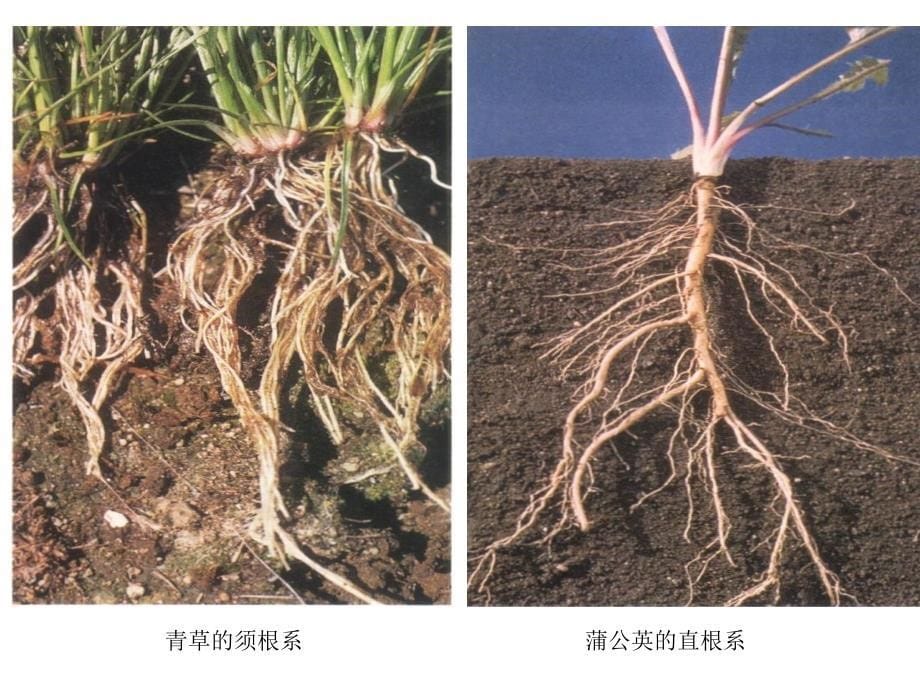 第二节植物根的生长、PPT课件_第5页