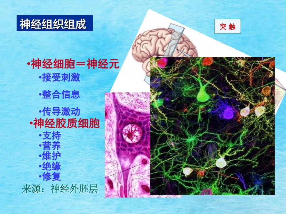 组织胚胎学神经组织ppt课件_第4页