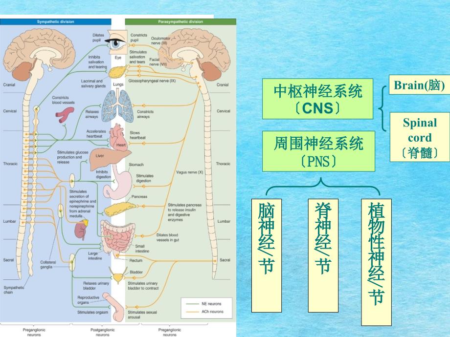 组织胚胎学神经组织ppt课件_第5页