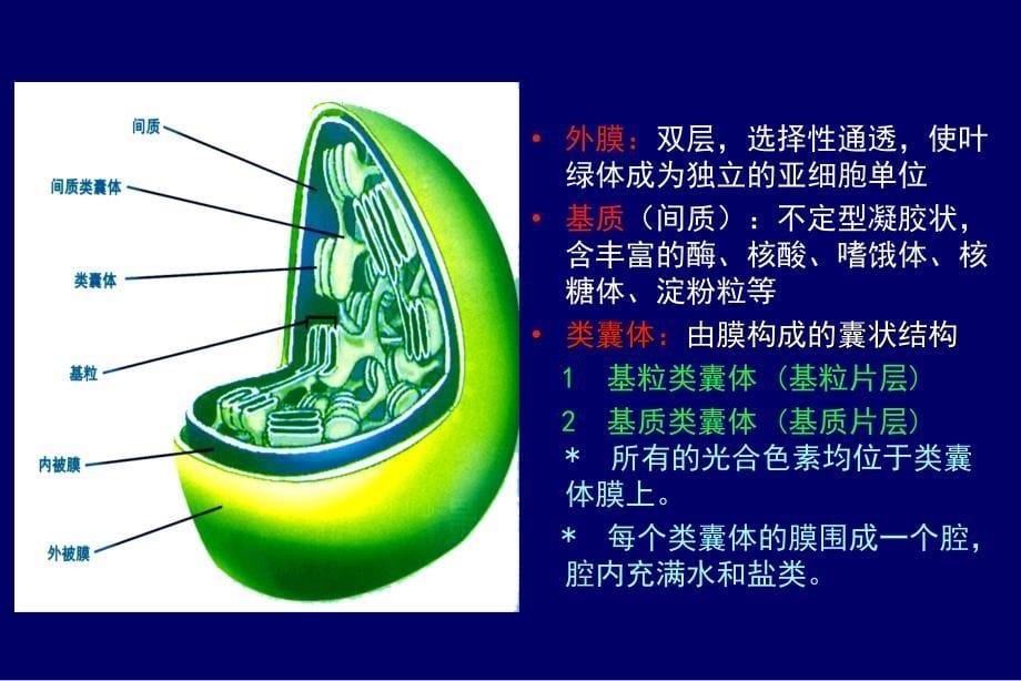 叶绿体的结构和成分_第5页