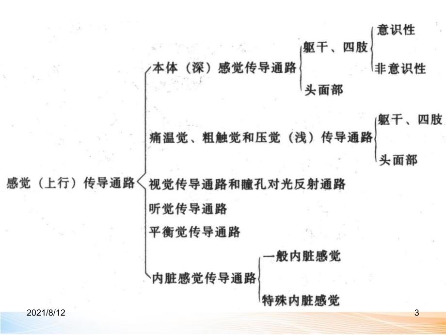 神经系统的传导通路讲座_第3页