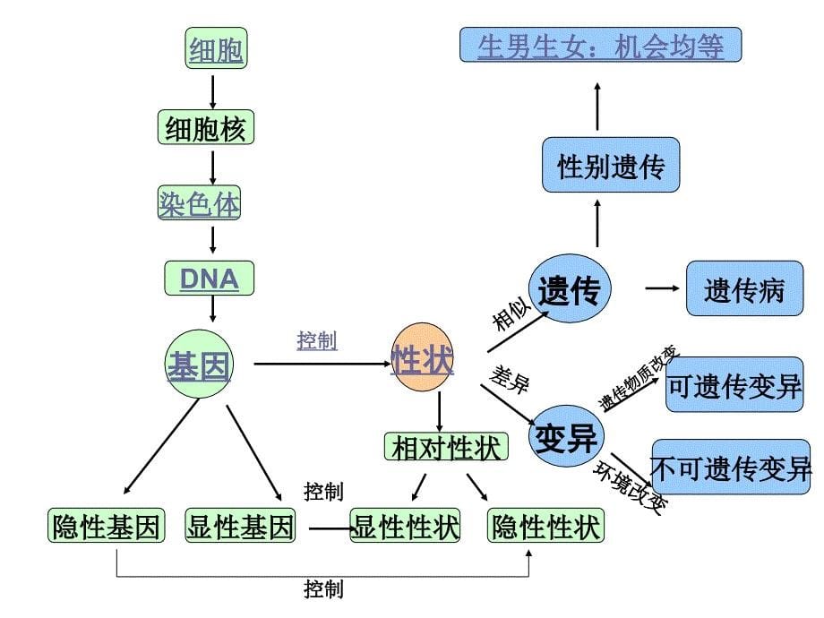 生物遗传变异专题复习_第5页