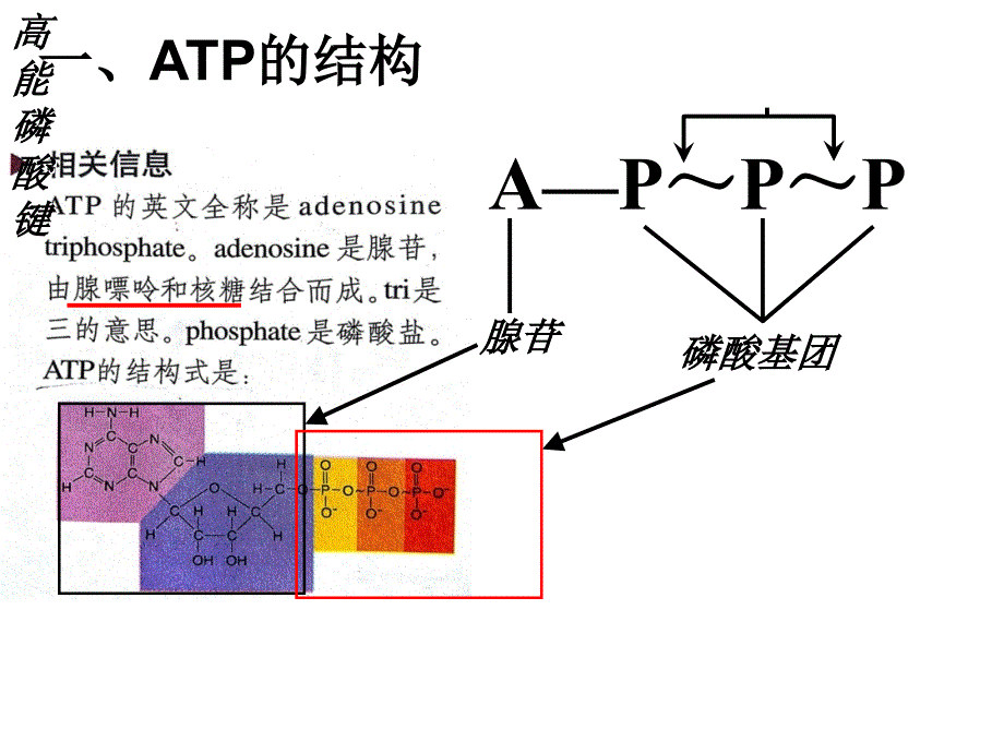 必修一 第五章 第二节 细胞的能量“通货”-ATP_第4页