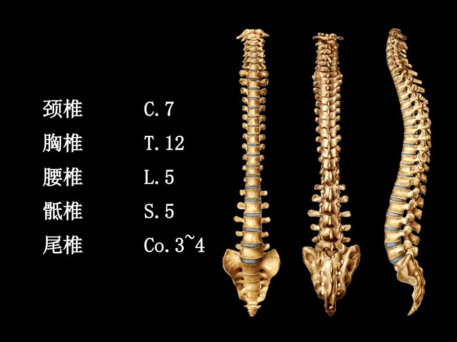 椎体成形术课件.ppt_第2页