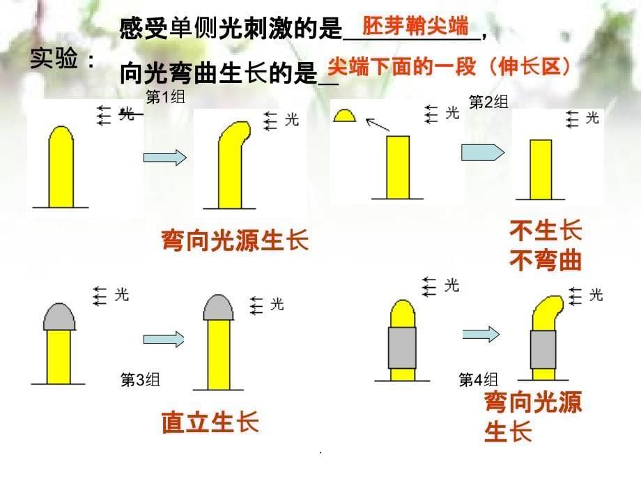 高三生物一轮复习生长素的发现和作用1_第5页