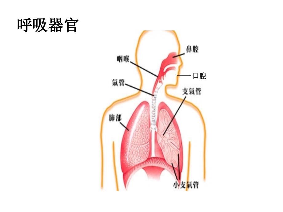 青岛版小学科学五年级下册2我们的呼吸精品课件_第3页