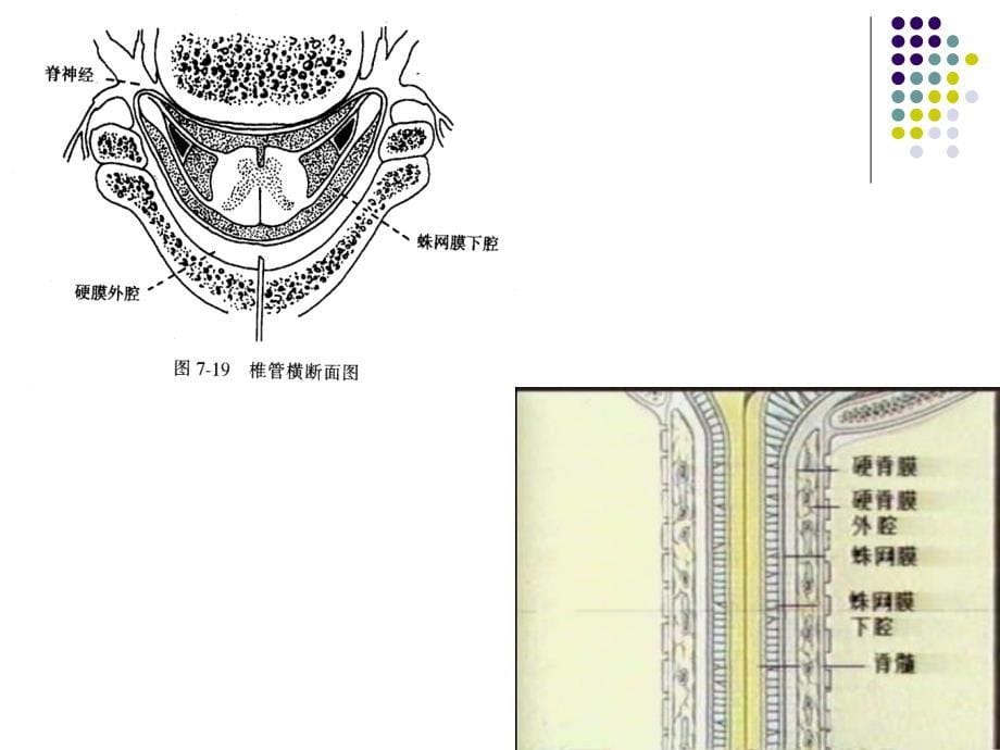 椎管麻醉护理PPT课件_第5页