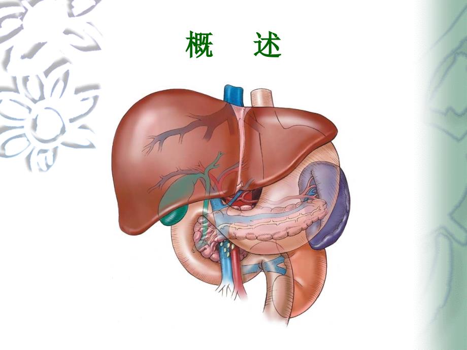 第十五章肝的生物化学_第2页