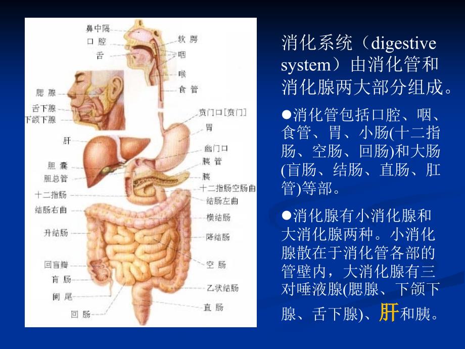 最新十五章消化系统的病理生理学幻灯片_第2页