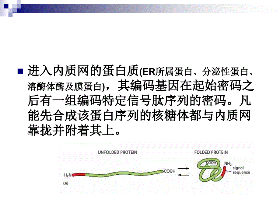 细胞生物学课件：8-细胞物质运输2_第4页