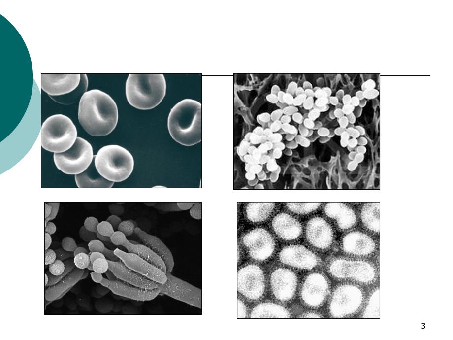 医学微生物学：第一章 绪论_第3页