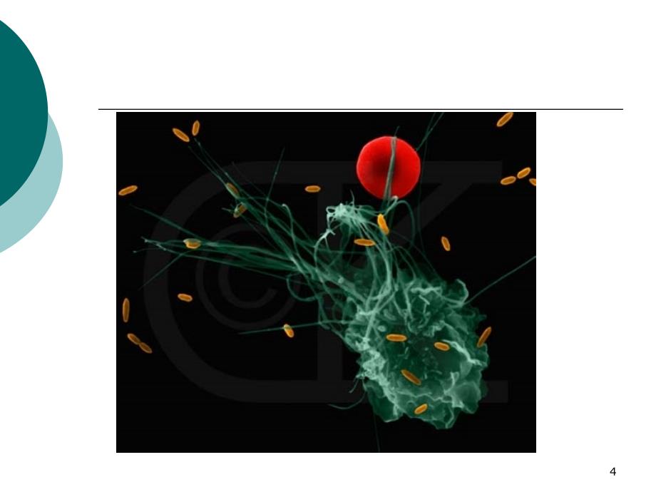 医学微生物学：第一章 绪论_第4页