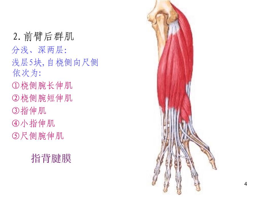 臂后区前臂后区深层和手背解剖_第4页