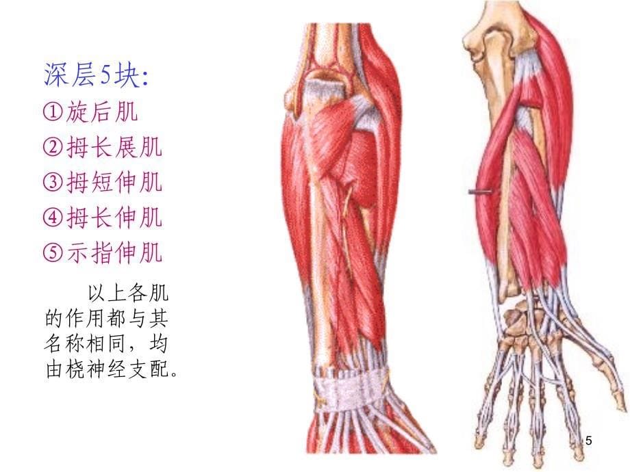 臂后区前臂后区深层和手背解剖_第5页