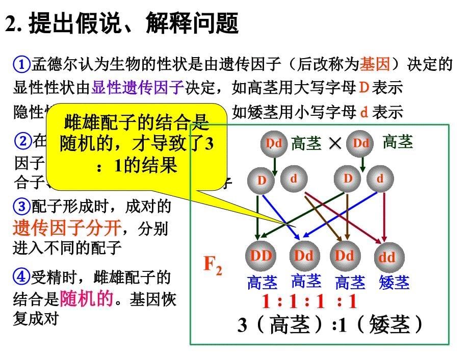 分离定律一轮复习ppt课件_第5页