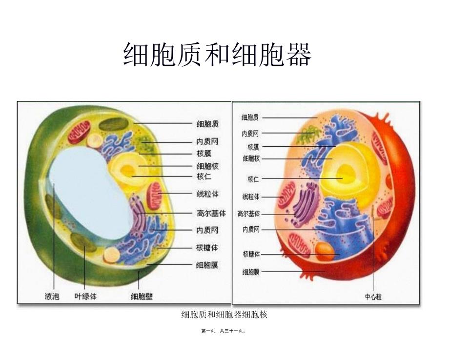 细胞质和细胞器细胞核课件_第1页