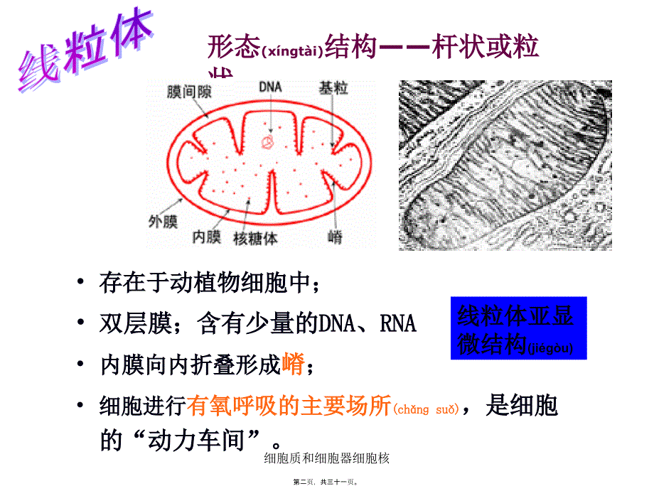 细胞质和细胞器细胞核课件_第2页