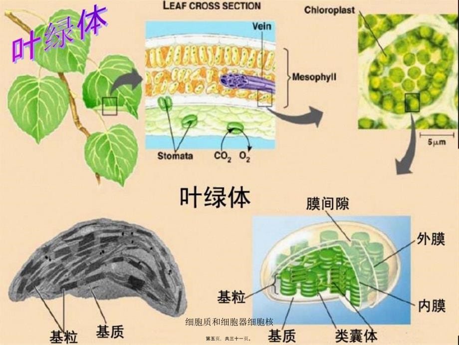 细胞质和细胞器细胞核课件_第5页