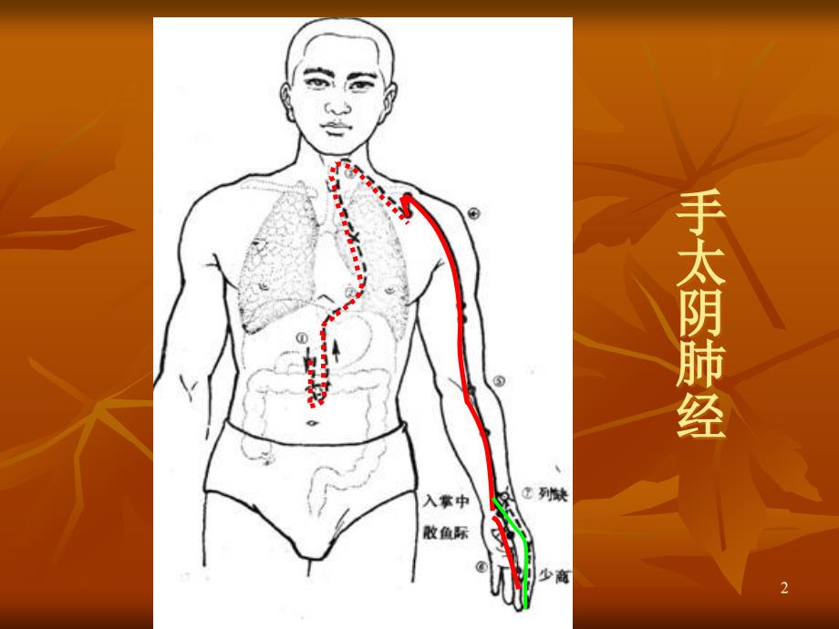 推荐精选十二经脉循行示意_第2页