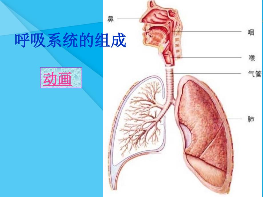 人体细胞获得氧气的过程ppt北师大版优秀课件_第2页