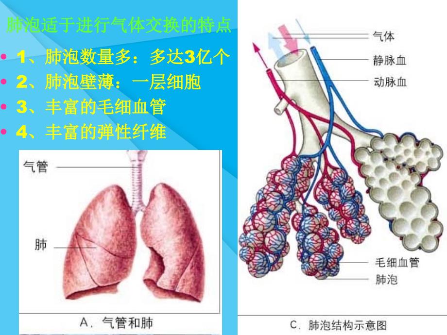 人体细胞获得氧气的过程ppt北师大版优秀课件_第3页