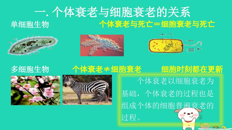 高中生物第六章细胞的生命历程6.3细胞的衰老和凋亡课件新人教必修1_第4页