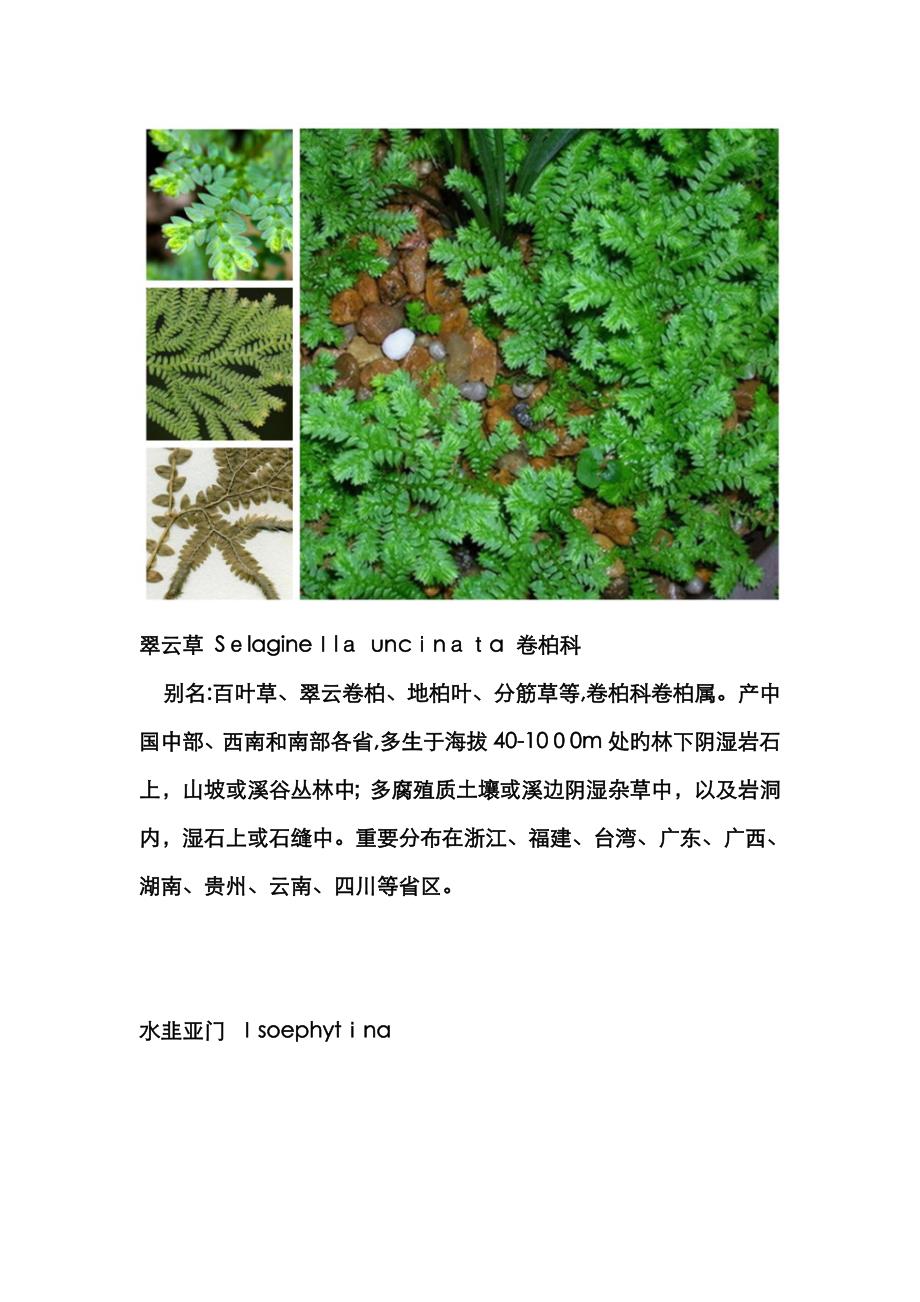 常见蕨类植物图鉴_第3页