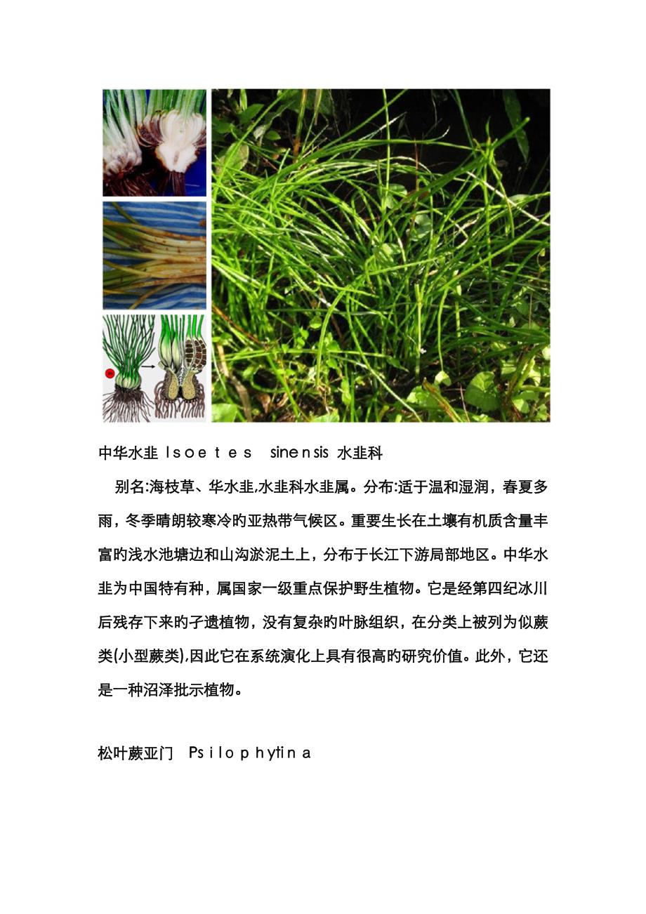 常见蕨类植物图鉴_第4页