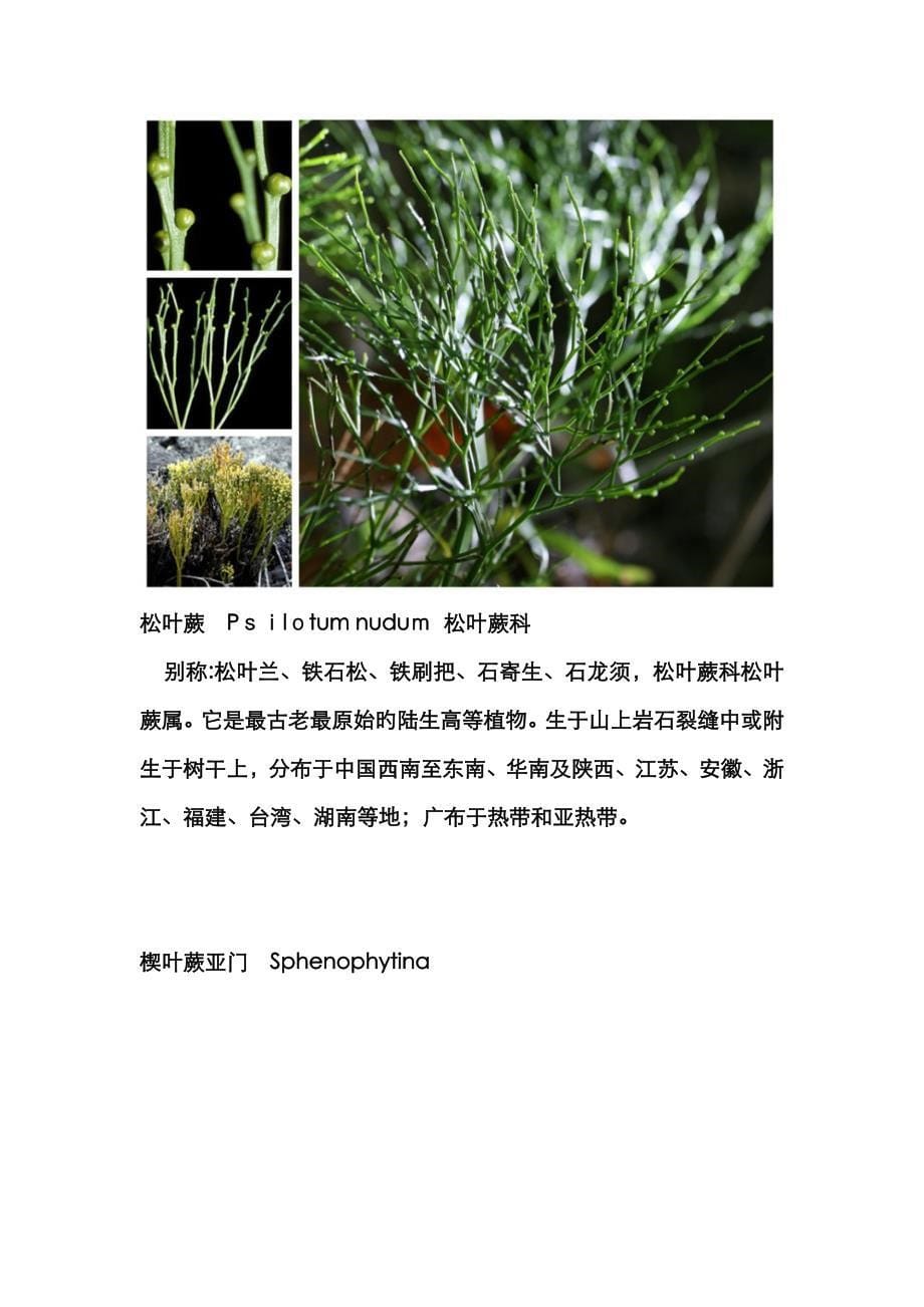 常见蕨类植物图鉴_第5页