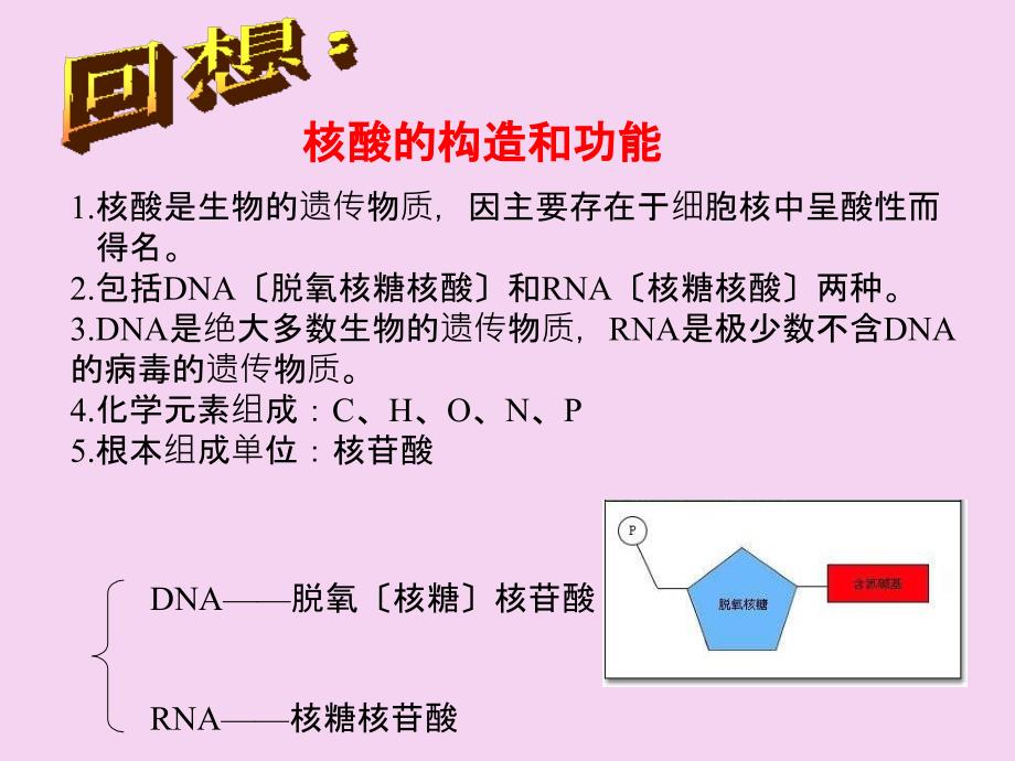 一轮复习DNA分子的结构与复ppt课件_第2页