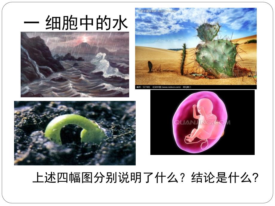 25细胞中的无机物上课用_第4页