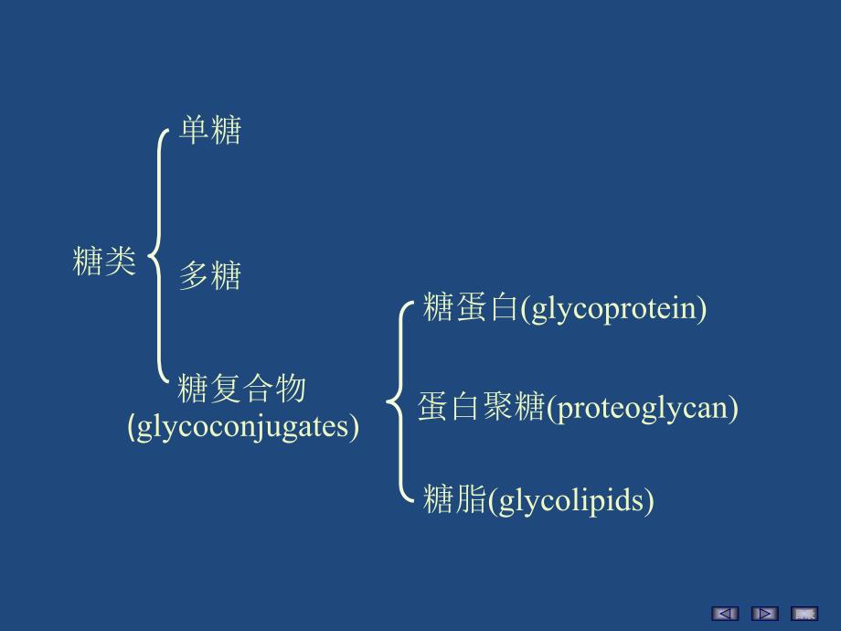 聚糖的结构与功能_第2页