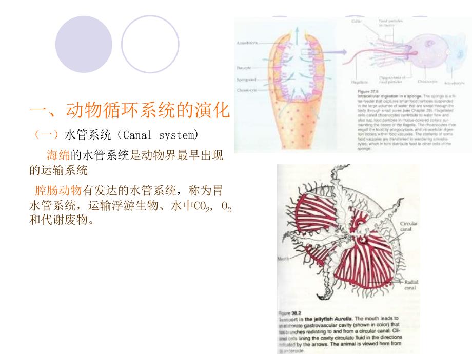 大学动物生物学完整课件动物第三节_第3页