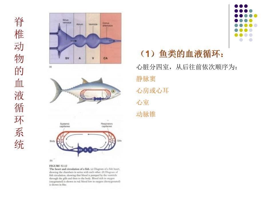 大学动物生物学完整课件动物第三节_第5页