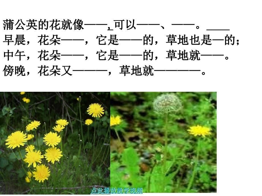 2金色的草地课件1_第5页