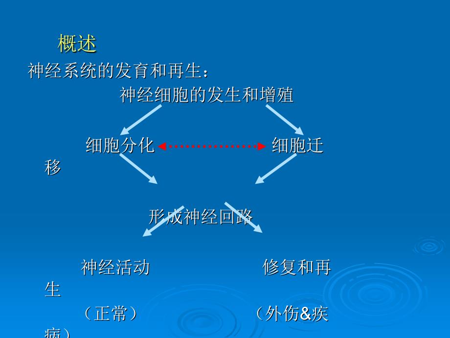 jc神经系统发育PPT课件_第2页