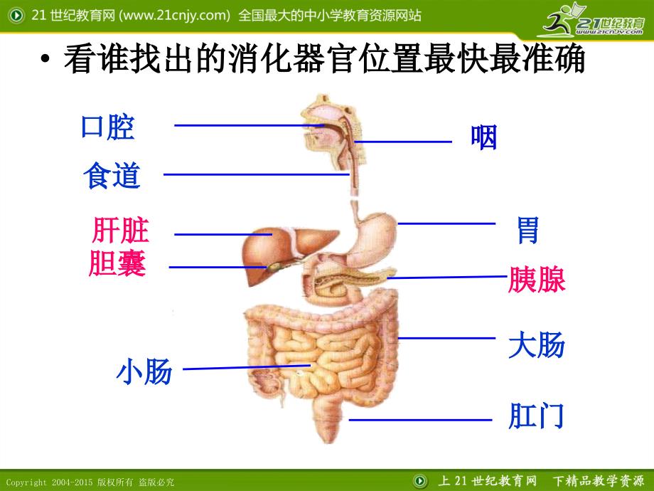 51食物的消化和吸收（1）_第3页