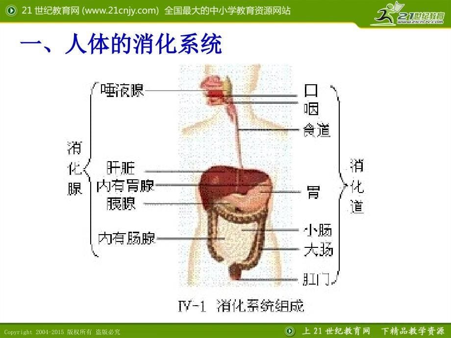 51食物的消化和吸收（1）_第5页