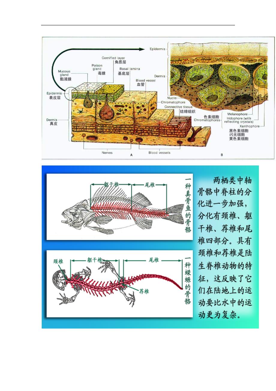 普通动物学：4两栖类_第2页